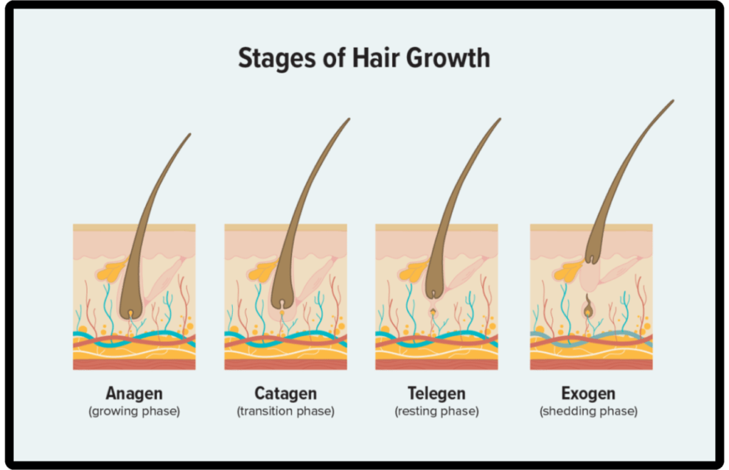 stages of hair growth